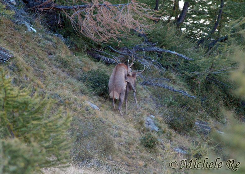 PASSIONE PER IL CERVO